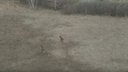 «Не бегут, а убегают»: видео спасающихся от пожара лосей и журавлей сняли в Новосибирской области