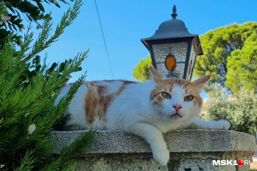 От небывалой жары в Турции страдают даже котики