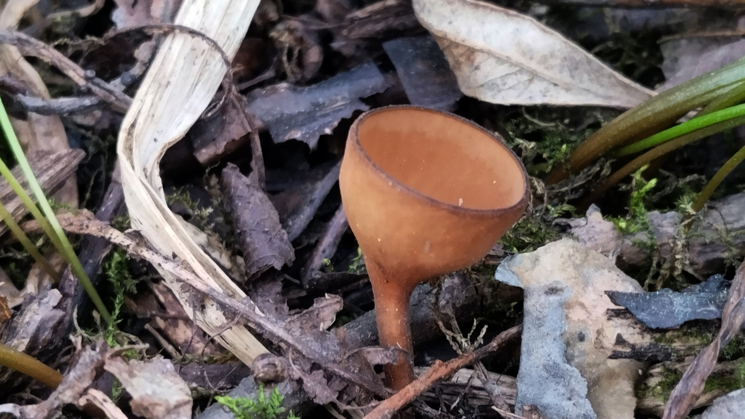«Встречается достаточно редко»: новосибирец нашел на берегу реки необычный гриб