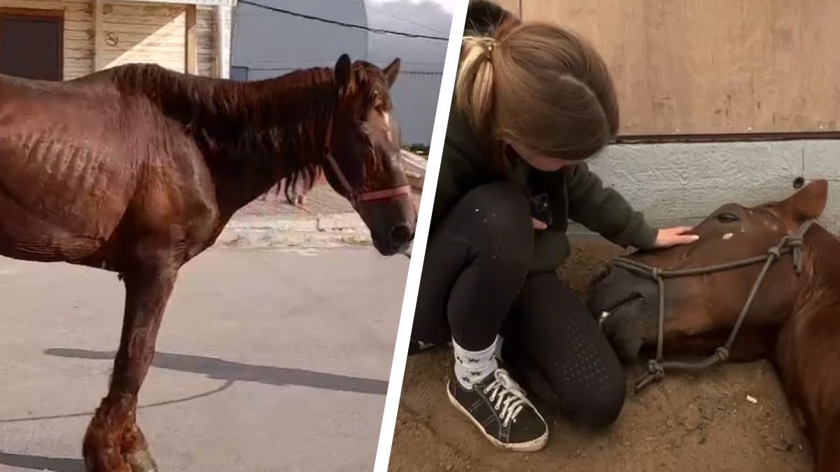 «Научил нас терпению и храбрости». Конь, которого от голодной смерти спасали нижегородские зоозащитники, умер