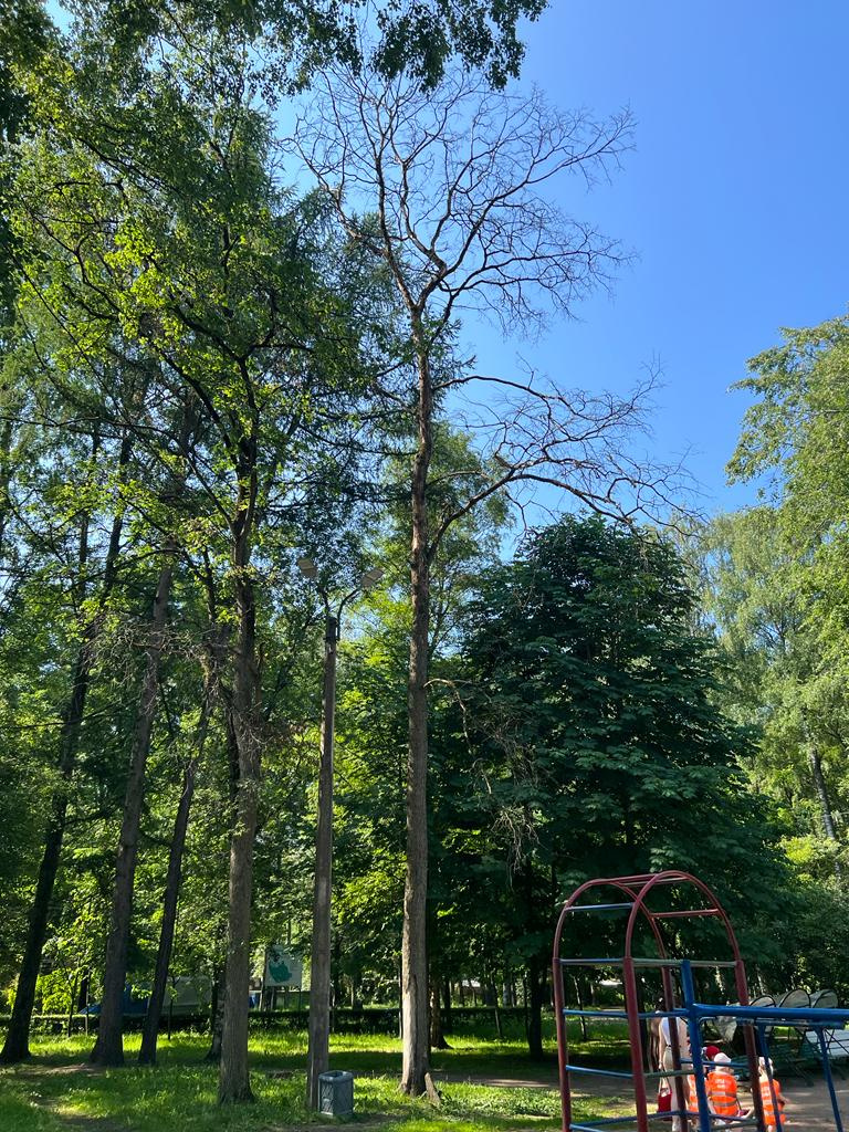 примеры сухостойных деревьев в Удельном парке