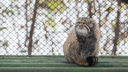 Манулы в своей стихии: Новосибирский зоопарк показал, как дикие коты встретили сильный снегопад — милое видео