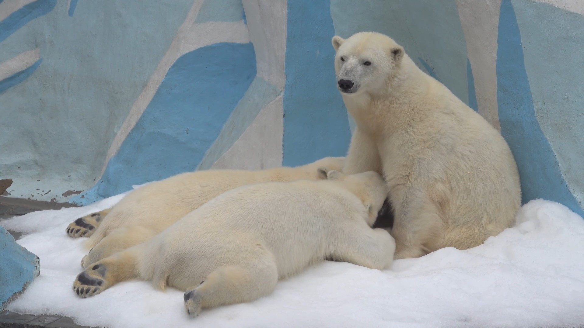 Быстро прибежали к маме: обед белых медвежат в новосибирском зоопарке попал на видео