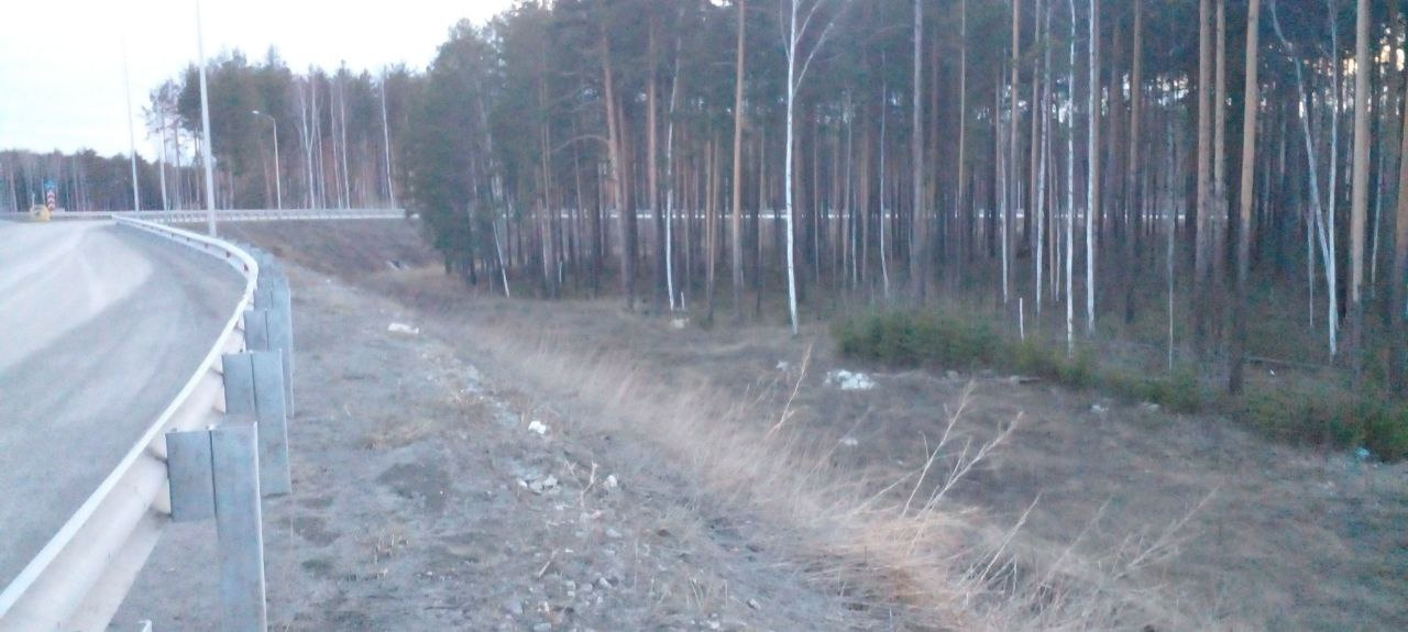 В лесополосе за Екатеринбургом нашли труп мужчины со спущенными штанами. Фото