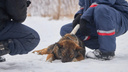 Власти Самарской области решили предотвратить нападение бродячих собак на людей