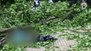 В Москве упавшее из-за урагана дерево убило пешехода