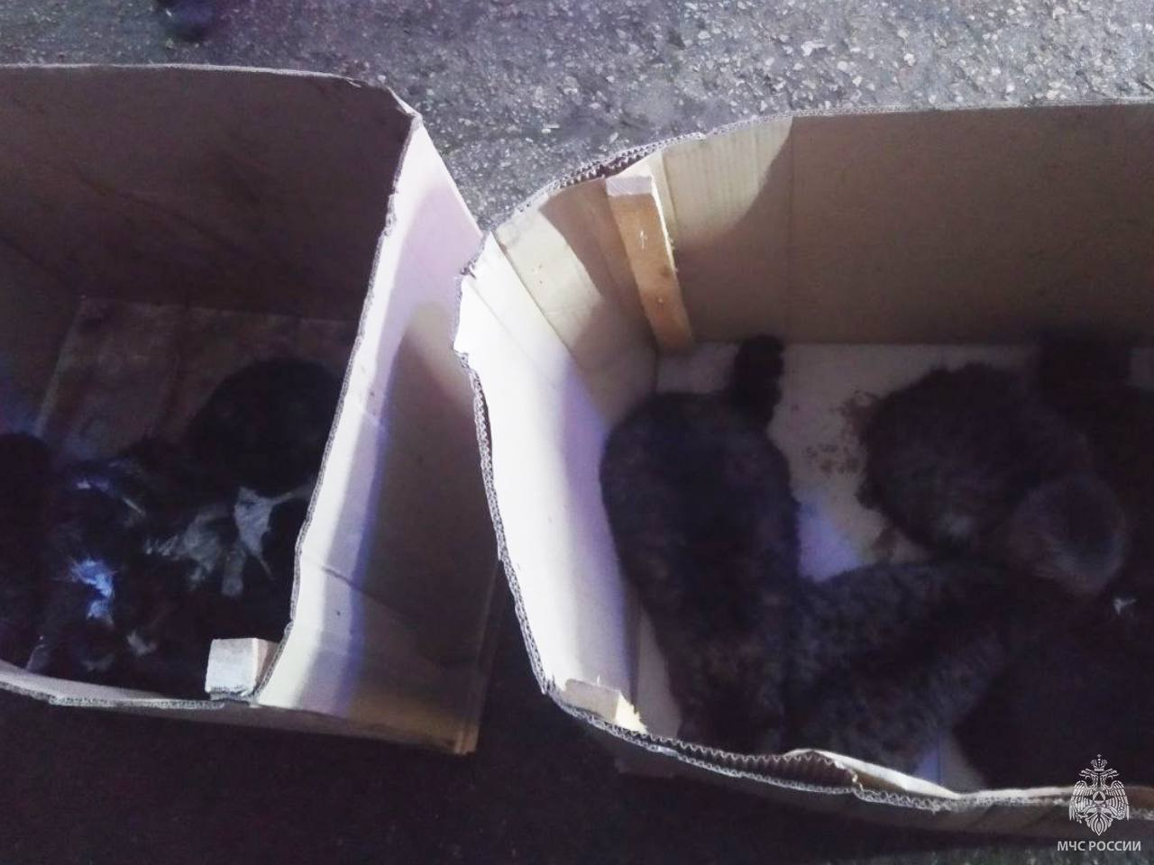 15 котов спасли со склада в Симферополе. Они едва не задохнулись от дыма