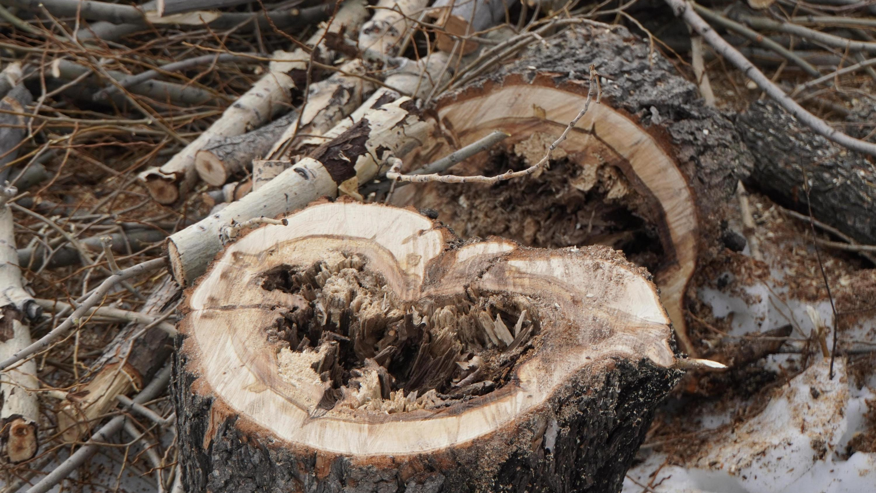 Федеральный следком завел уголовное дело из-за вырубки деревьев в Парке 30-летия ВЛКСМ