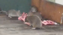 «Умрем от инфекций»: самарцы пожаловались на нашествие огромных крыс