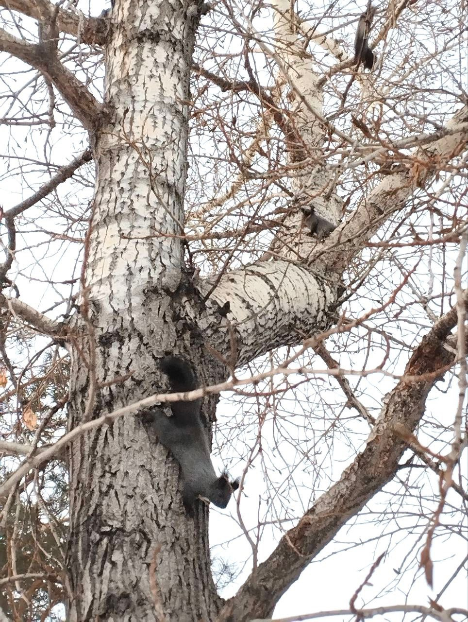 Белки поселились в дупле на одном из деревьев