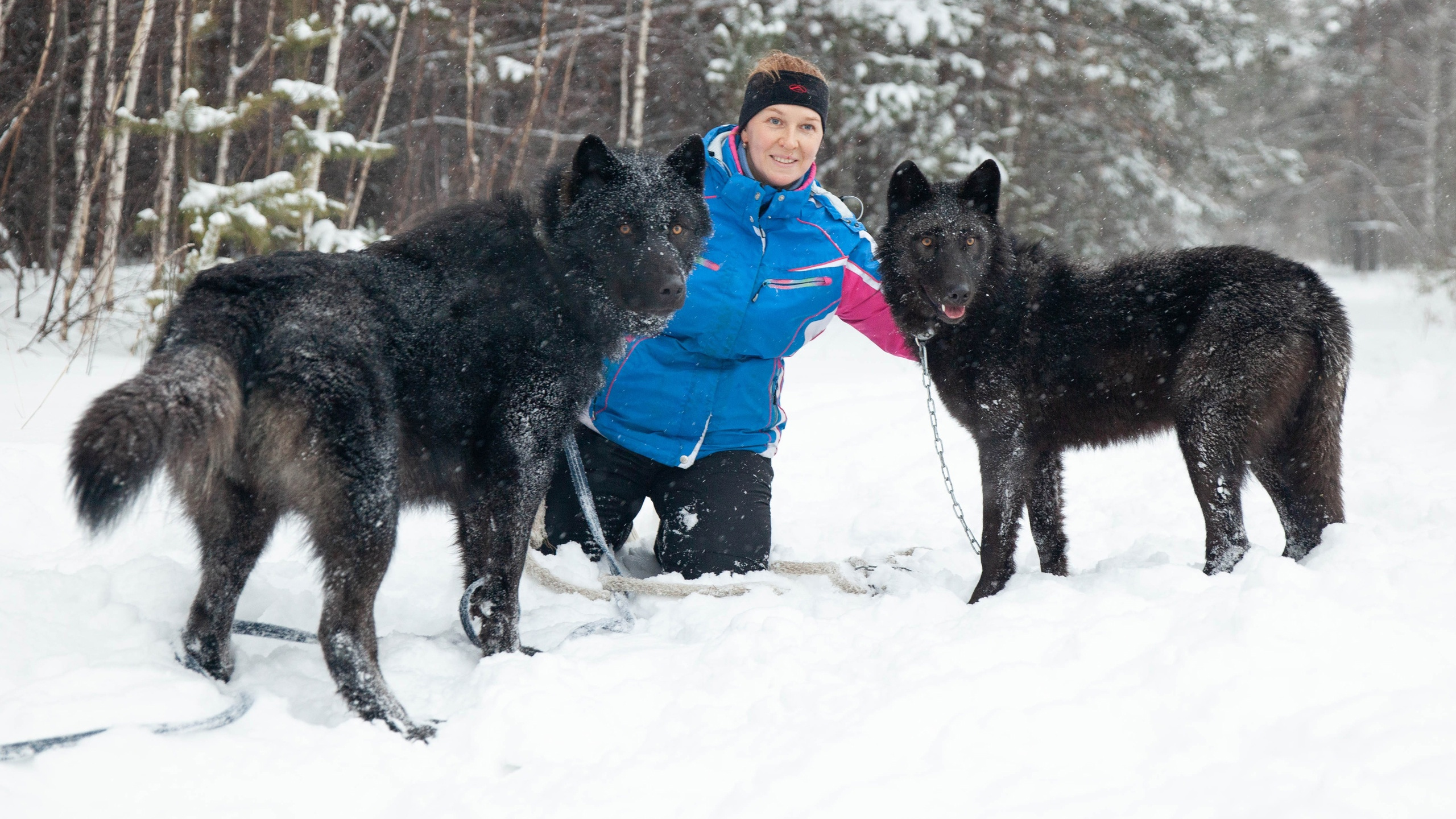 «Для самки я соперница»: бизнесвумен приручила двух черных волков — смотрим, как они уживаются с котом и страусом