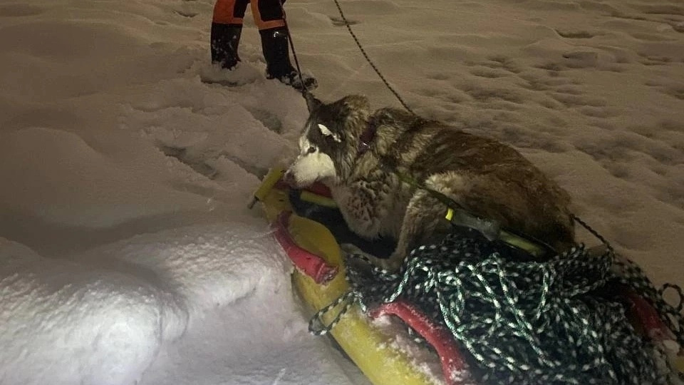 В Архангельской области собака провалилась под лед на Белом море