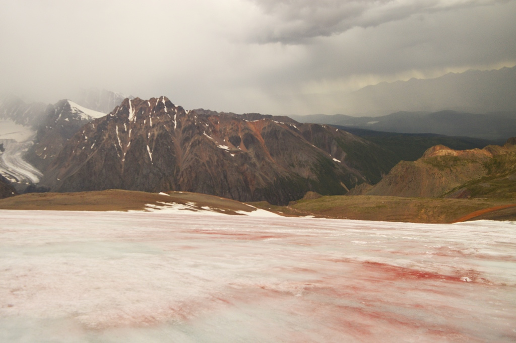 Ледник на Алтае стал красным. В нём развивается жизнь