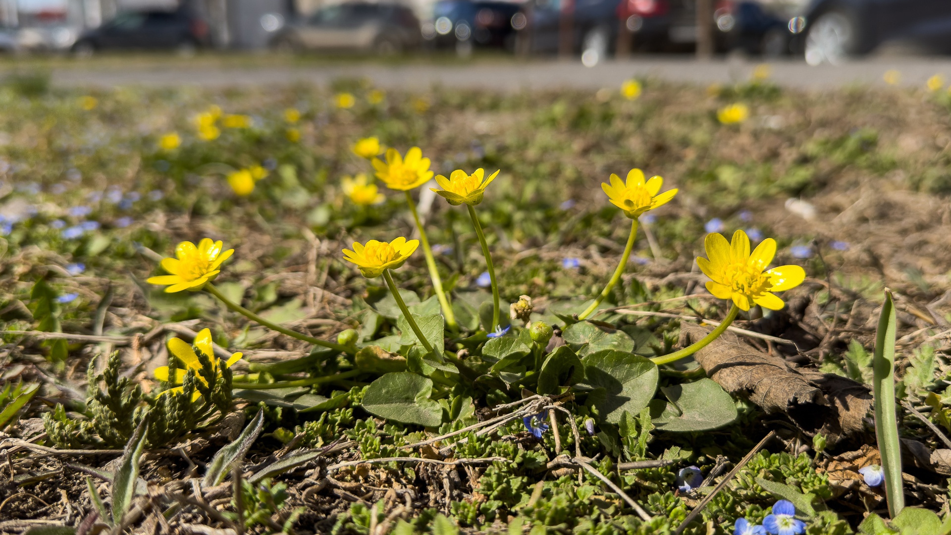 В Волгограде распустились первые цветы. Что это за первоцветы и могут ли они быть опасны?