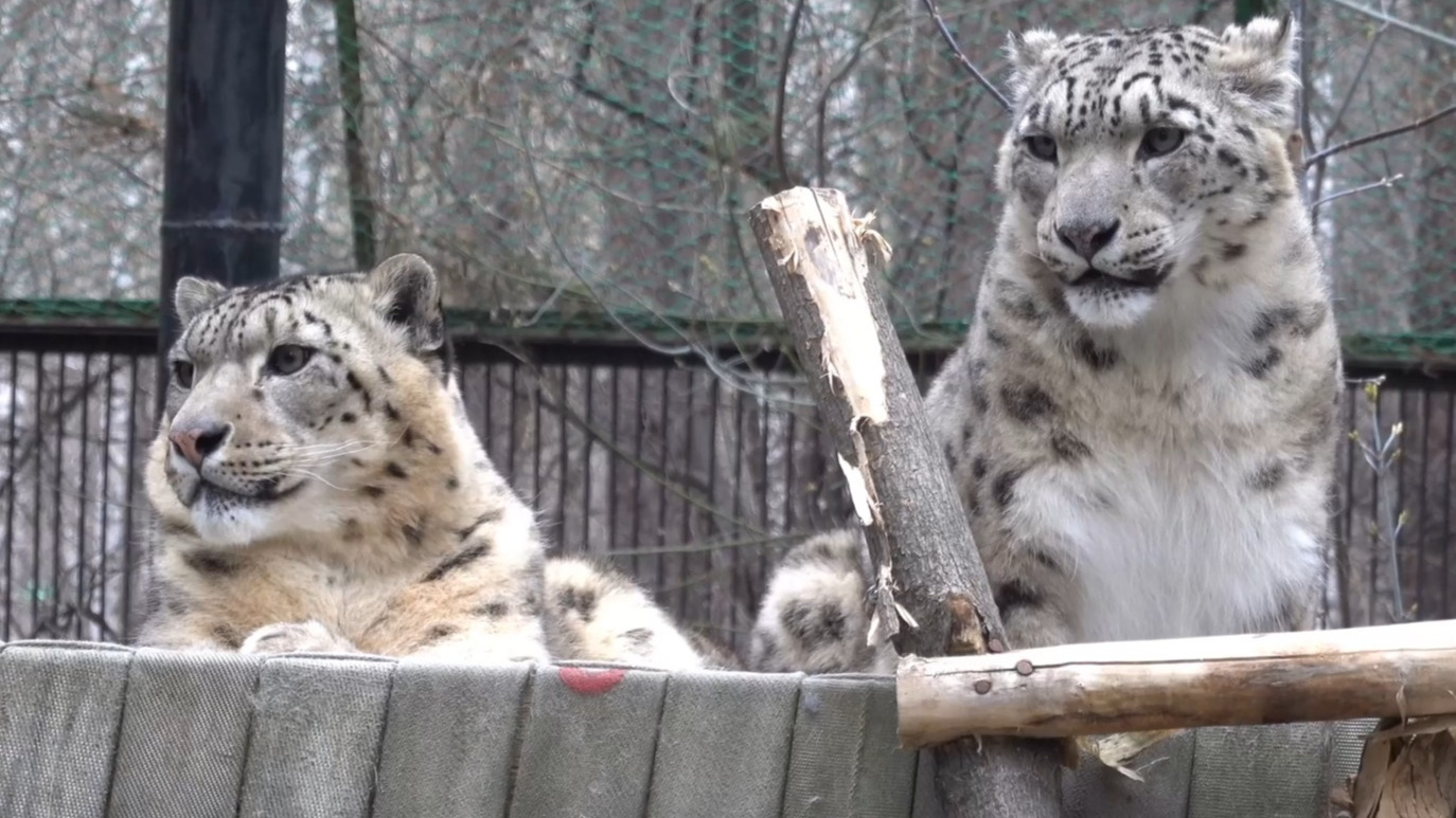 Снежные барсы поссорились в Новосибирском зоопарке — видео потасовки