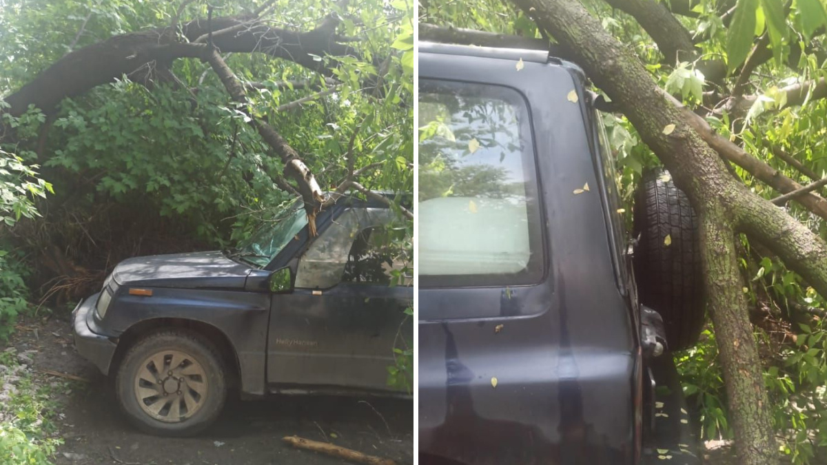 Вырвало сильным ветром: внедорожник придавило упавшим деревом на Большевистской