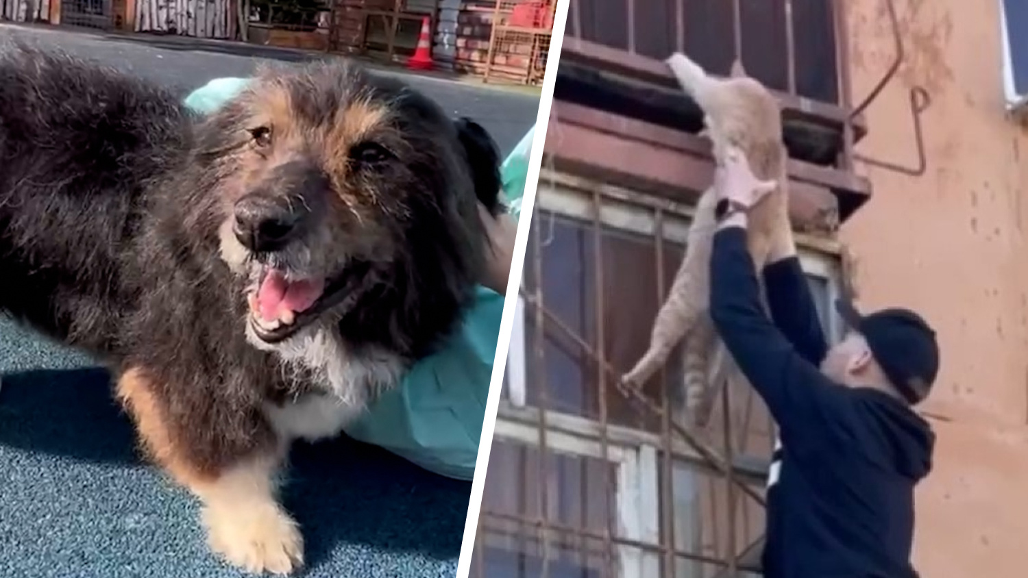 Вредному псу сделали стрижку, а коту-бедолаге спасли жизнь: 5 видео для тех, кто устал от новостей