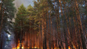 Новые леса высадили в семи районах Ростовской области: карта