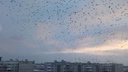 «Нашествие»: крупная стая птиц пролетела над жилыми домами в Новосибирске — видео