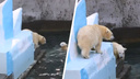Белые медвежата зарычали друг на друга в зоопарке после того, как им бросили яблоки. Видео