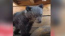 Собака нашла в лесу трехмесячного медвежонка. Как его сейчас выхаживают — трогательное видео