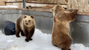 «Зимняя спячка официально закончена»: в челябинском зоопарке проснулись все медведи. Видео