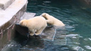Стащила у сестры: медвежата из новосибирского зоопарка поспорили, чья канистра, — забавное видео