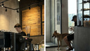 Бариста уволили из новосибирского кафе после отзыва на «Флампе» — он нахамил клиентке, которая испугалась собаки