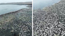 «Это катастрофа»: жители НСО пересылают видео с массовой гибелью рыбы на озере — пугающий ролик