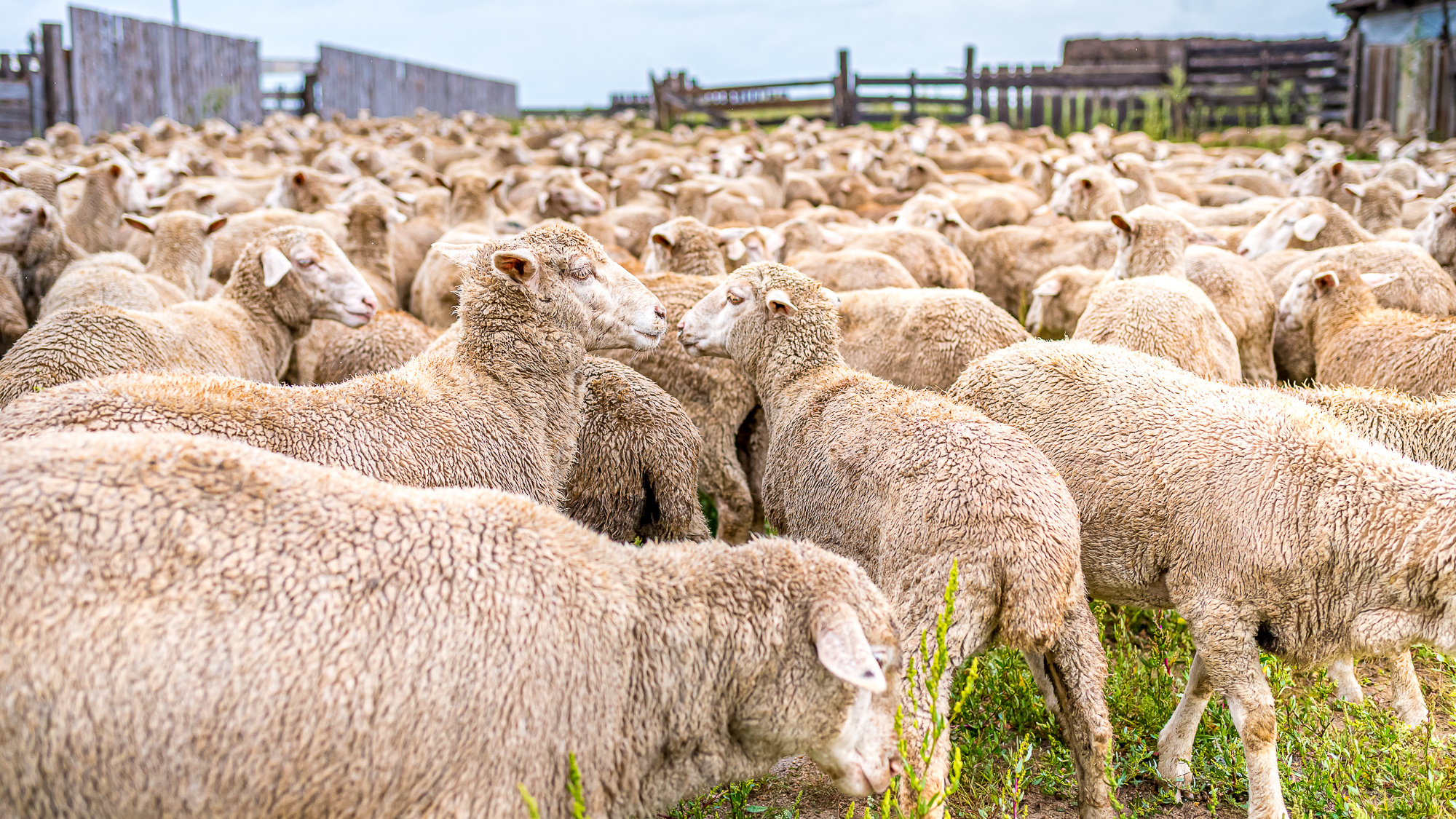 Первый фестиваль стрижки овец пройдёт в Забайкалье летом. Событие хотят сделать узнаваемым в стране