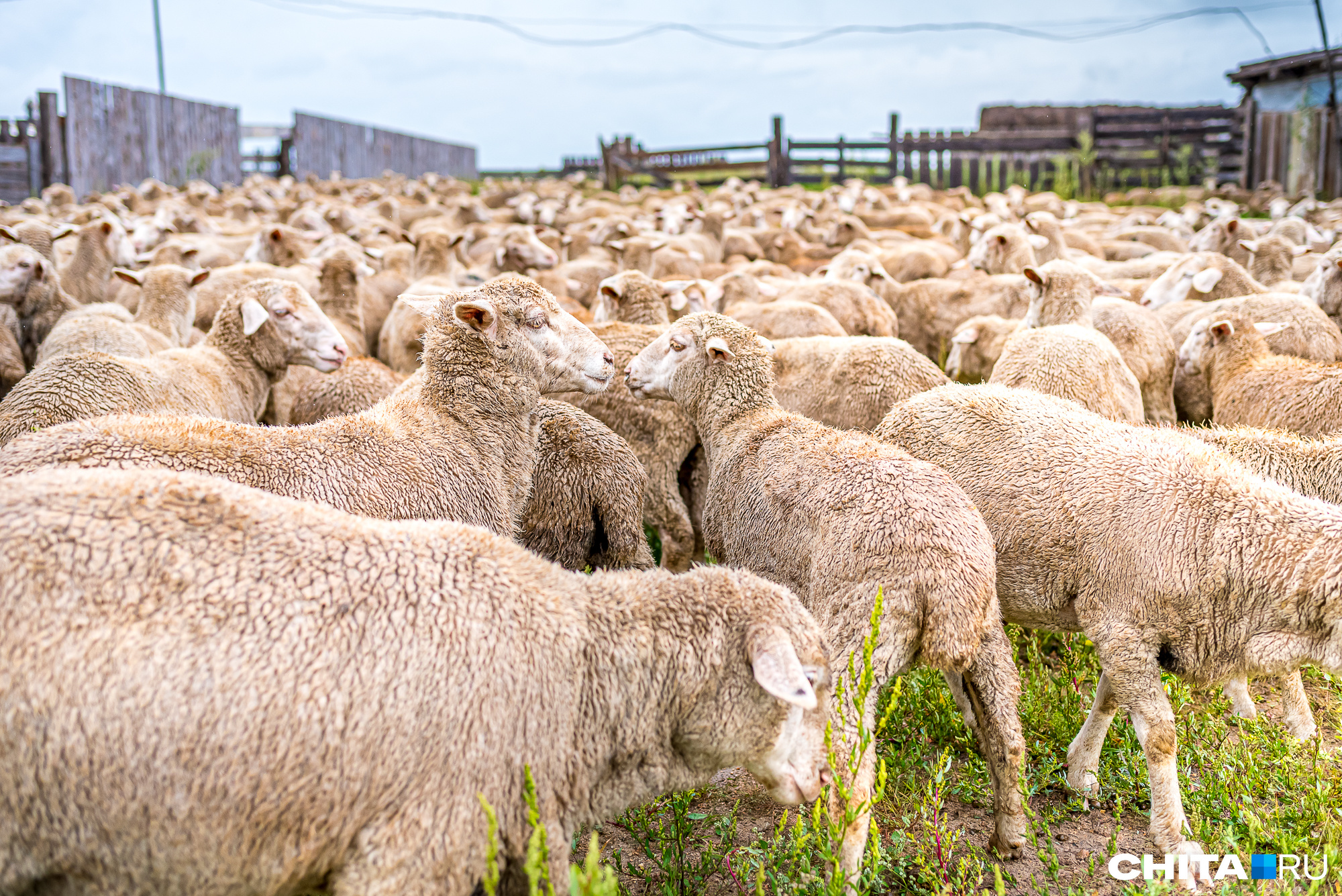 Первый фестиваль стрижки овец пройдёт в Забайкалье летом 2024 года