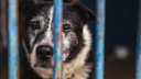В их глазах — боль и надежда. 14 душераздирающих историй обитателей собачьего приюта в Ярославле