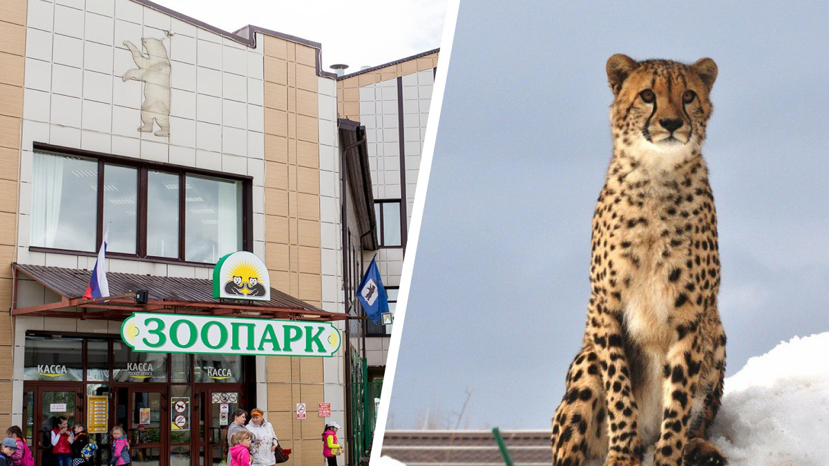В Ярославле потеряли тело умершего гепарда Найлы. Что с ним будет