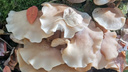 Как они называются? Сибирячка нашла в лесу необычные грибы-юбочки — съесть их она не рискнула