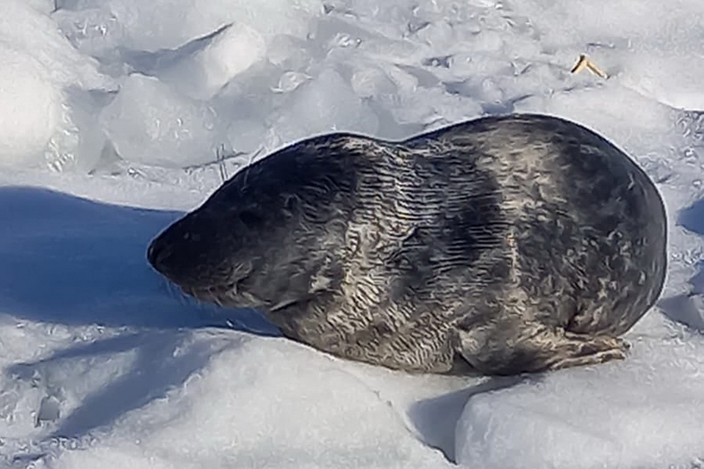 Первый. В Петербурге спасают тюленя, потерявшего маму