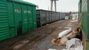 Делом об утечке соляной кислоты на станции Инская в Новосибирске заинтересовался Бастрыкин