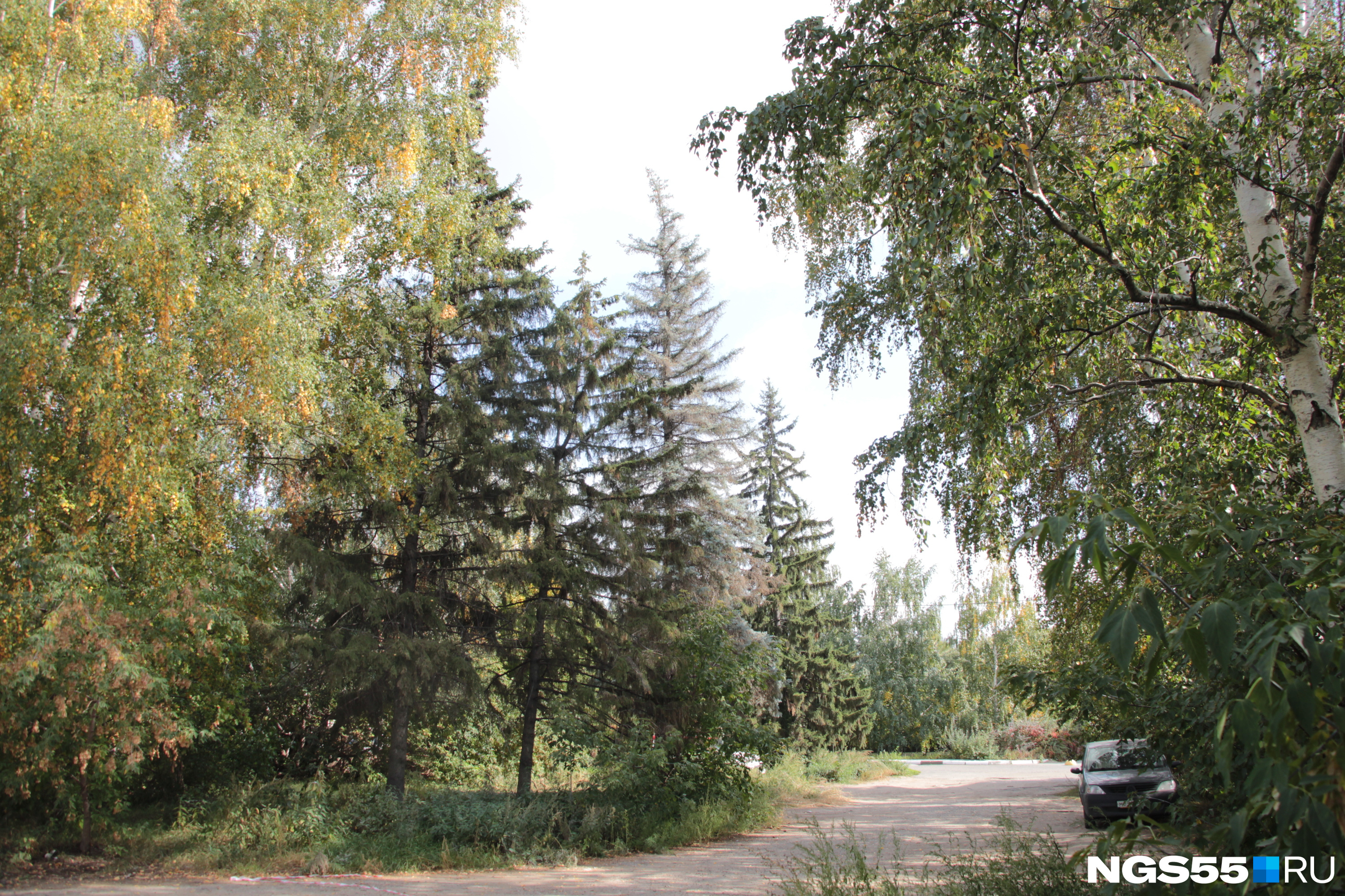 парк березки буй. развивание березки. павловск белая береза. берёзовая роща красноярский край.