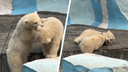 Белые медвежата-двойняшки вышли на прогулку — милое видео из Новосибирского зоопарка