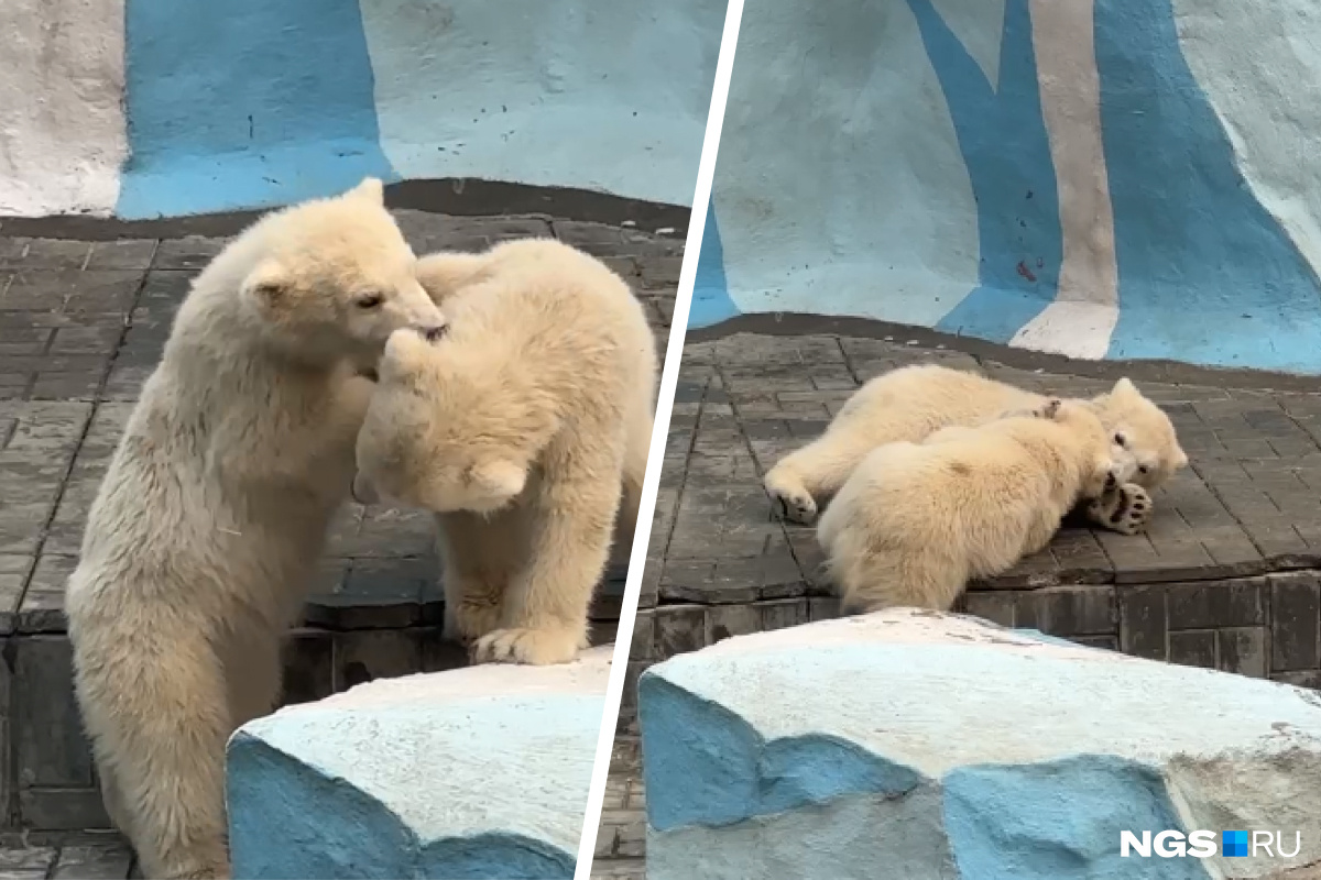 Белые медвежата-двойняшки вышли на прогулку — милое видео из Новосибирского зоопарка