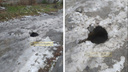 Ухватилась за края: 7-летняя девочка упала в открытый люк в Новосибирске