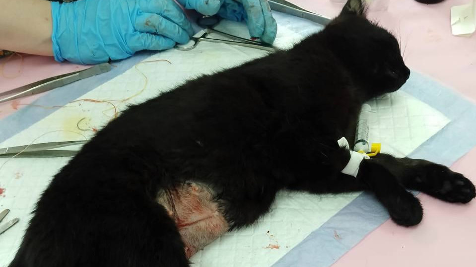 На севере Иркутской области родился котенок с двумя мордочками — пугающее фото