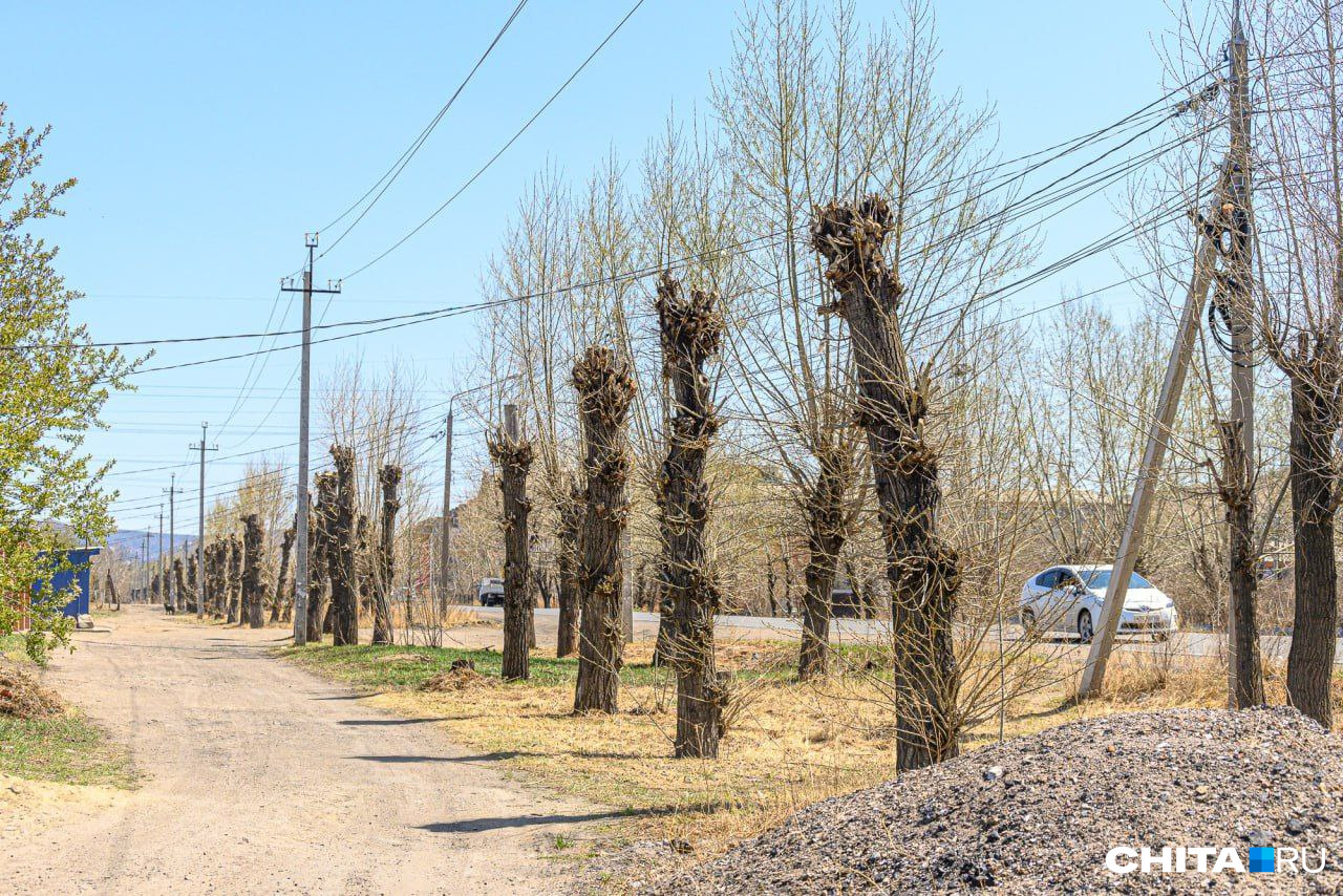 Застройщик в Чите предложил создать единое правило для обрезки и посадки деревьев