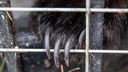 «Голодное медвежье затмение»: в Заельцовском бору в Новосибирске не нашли следов хищника