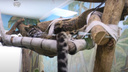 Дымчатый леопард Юси показала, как она тщательно умывается, — милое видео из Новосибирского зоопарка