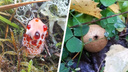 «Кровавый зуб» и «мышкина баня». Какие необычные грибы находят в Архангельской области