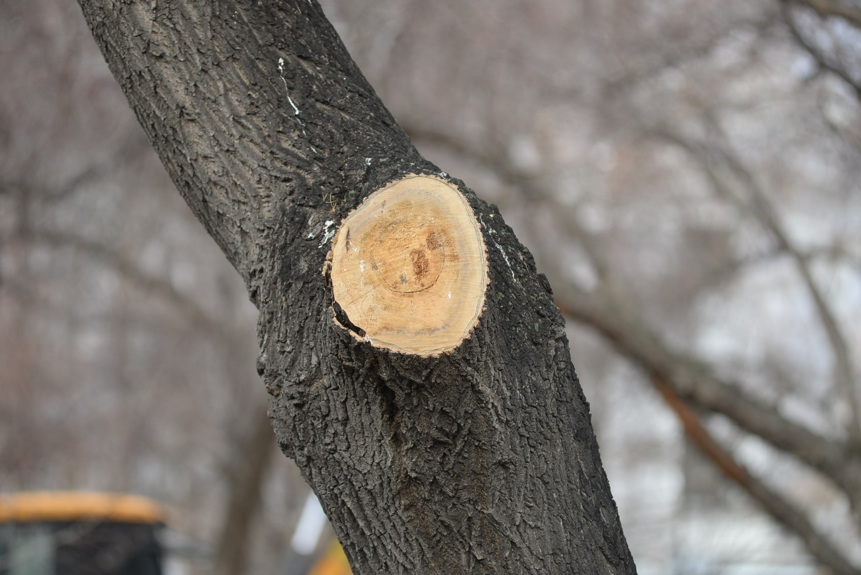 Деревья будут высаживать на площади Декабристов в Чите