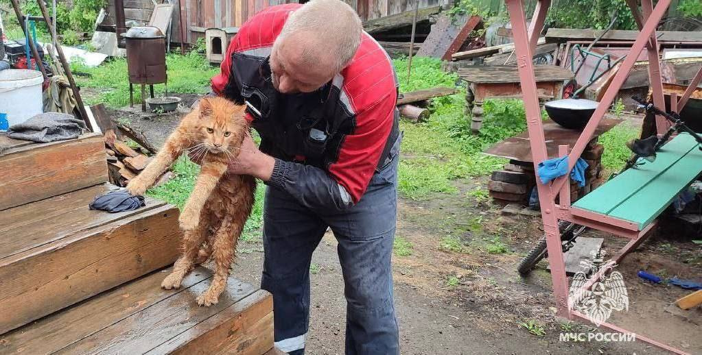 «Сидит орет»: пожарный снял с дерева недовольного котенка мейн-куна