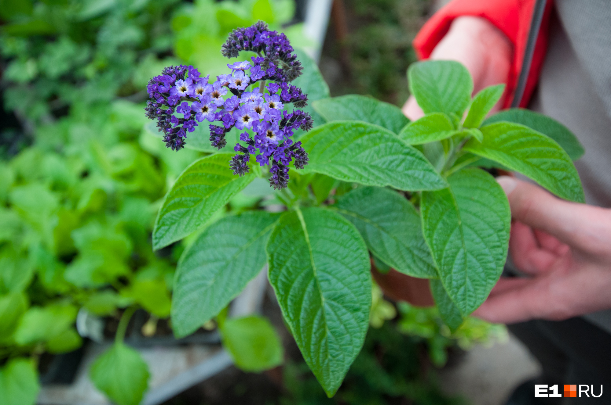 Что посмотреть в Екатеринбурге за один день: 10 главных мест с адресами ...