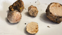 В лесу под Новосибирском нашли редчайшие белые трюфели — такие грибы могут стоить тысячи рублей