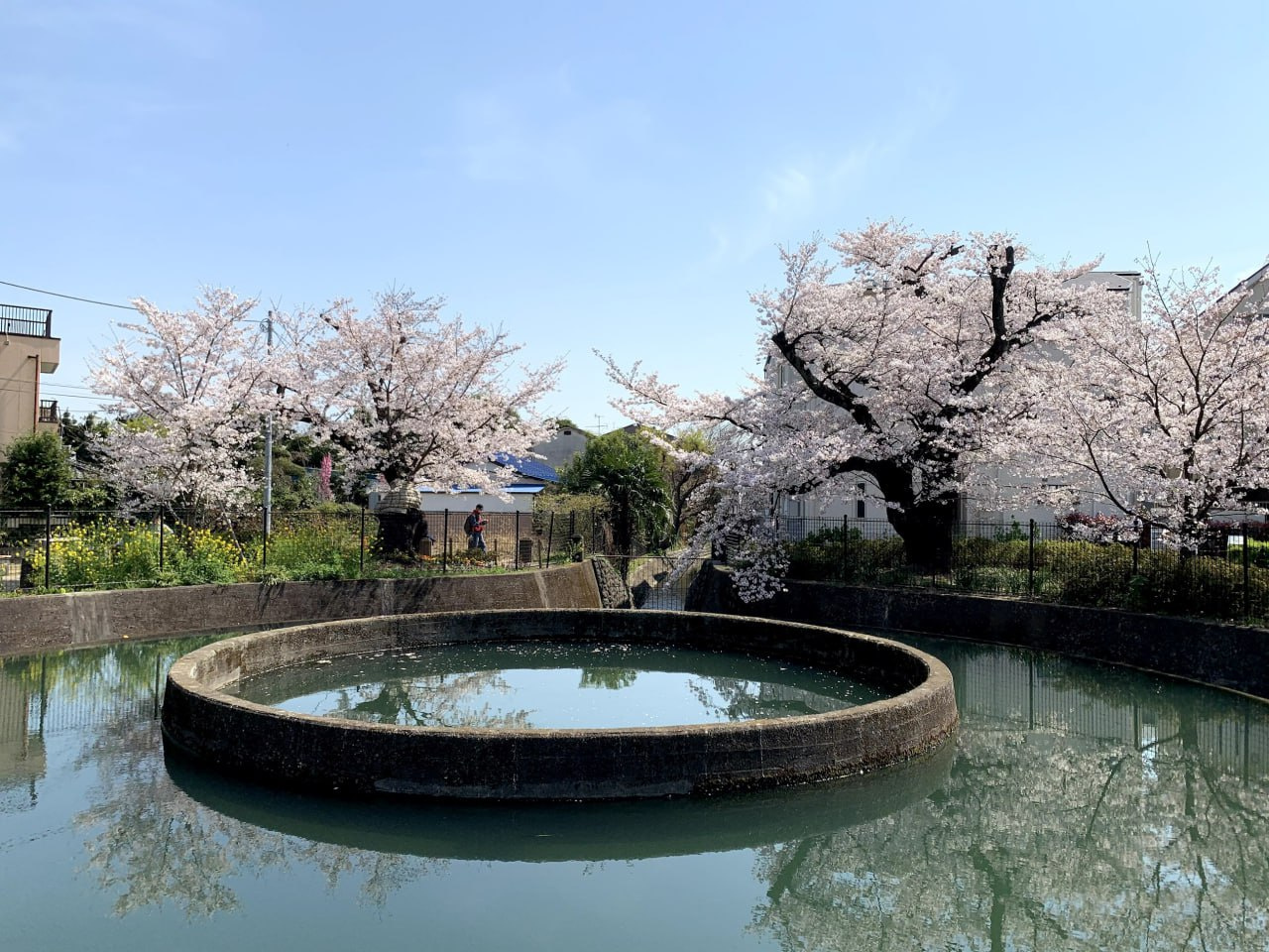 Сакура весной цветет повсюду: здесь она посажена вокруг сложного гидротехнического сооружения энтобунсуй (円筒分水), которое разделяет воду между Токио и Канагавой